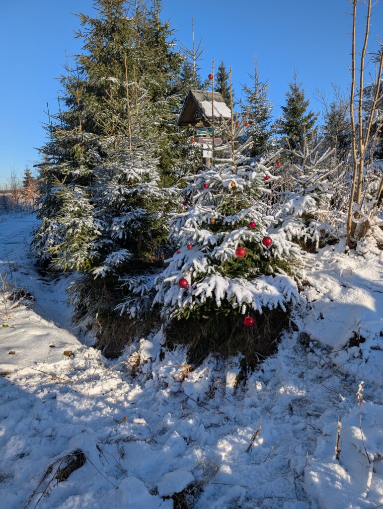 Fichte im Schnee mit roten Weihnachtskugeln.